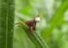 Myopa testacea